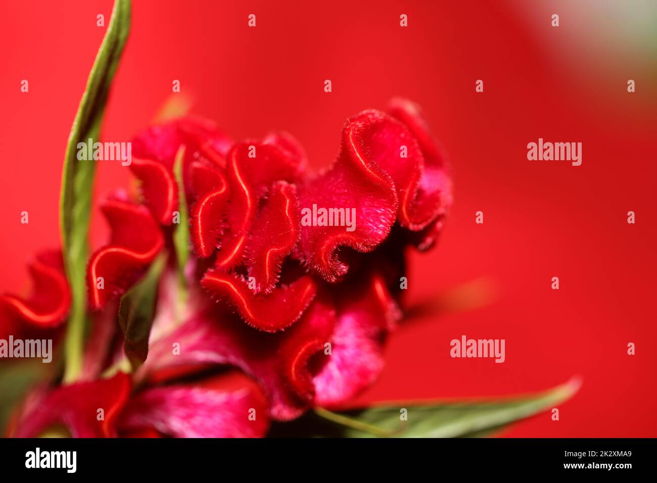 Red flower blossom close up celosia argentea family amaranthaceae botanical background high quality big size print Stock Photo