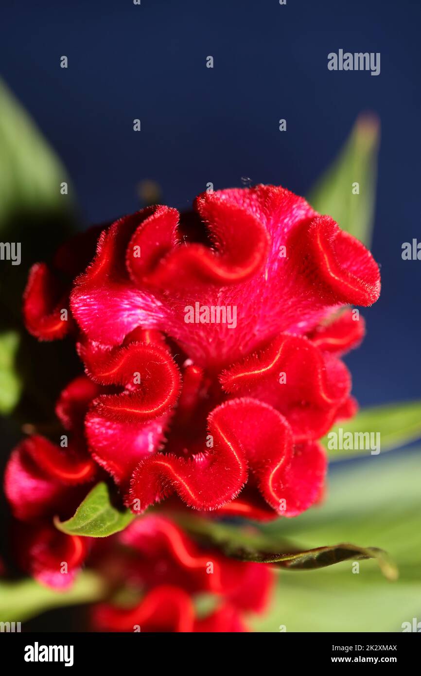Red flower blossom close up celosia argentea family amaranthaceae botanical background high quality big size print Stock Photo