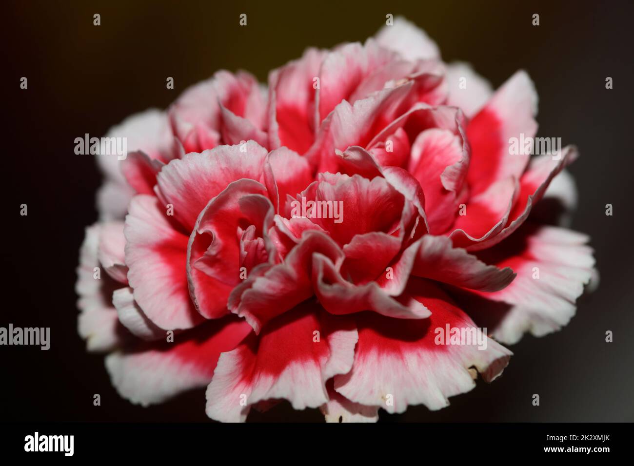 Red flower blossoms close up dianthus caryophyllus family caryophyllaceae botanical background modern high quality big size print Stock Photo