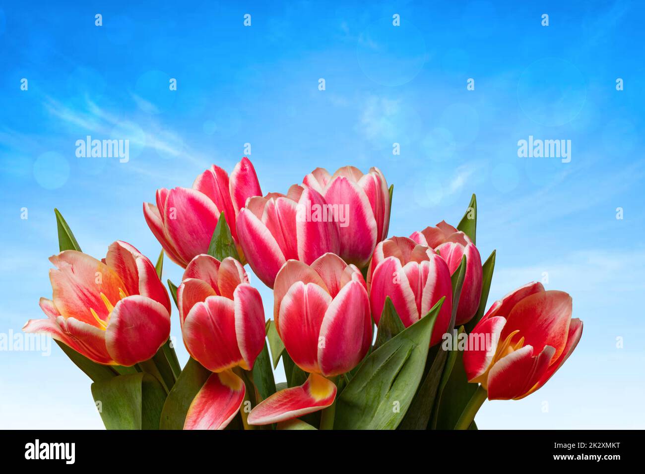 Greeting card template. Closeup of a fresh beautiful red tulips bouquet over abstract blurred blue sky background. Space for text design. Spring, valentine, mothers or wedding day card. Macro. Stock Photo