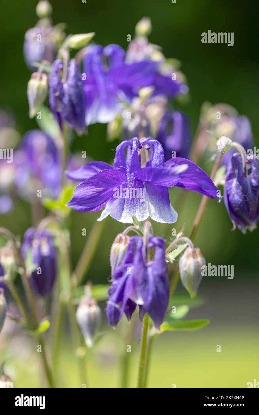 Beautiful flower of pink color Aquilegia vulgaris blooming in the garden, close up Stock Photo