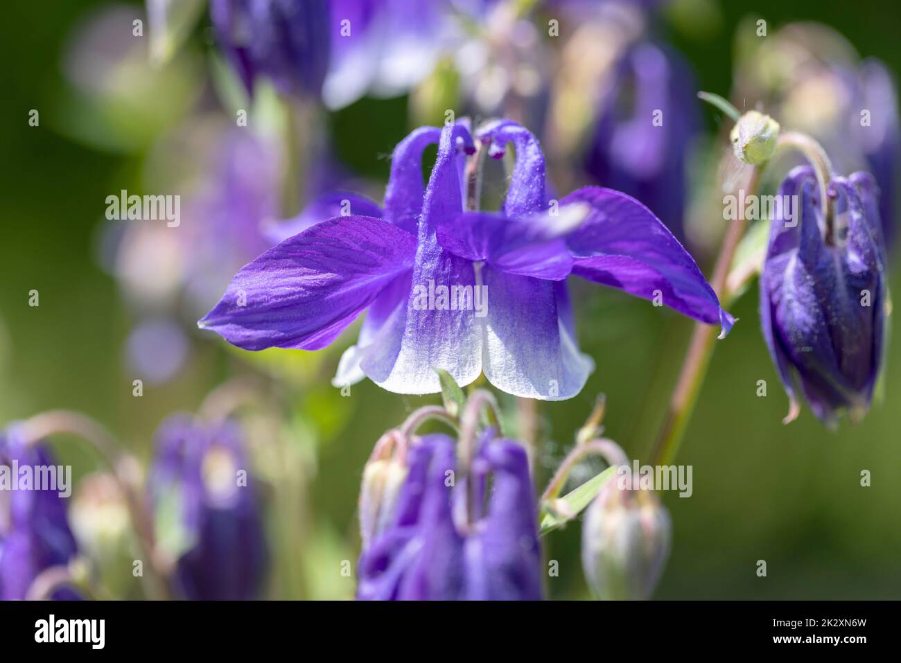 Beautiful flower of pink color Aquilegia vulgaris blooming in the garden, close up Stock Photo
