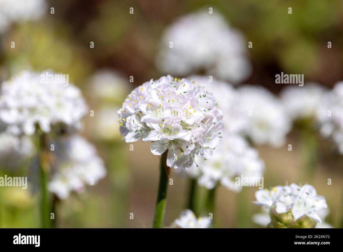 Beautiful white spring flowers of Armeria blooming in the garden, close up Stock Photo