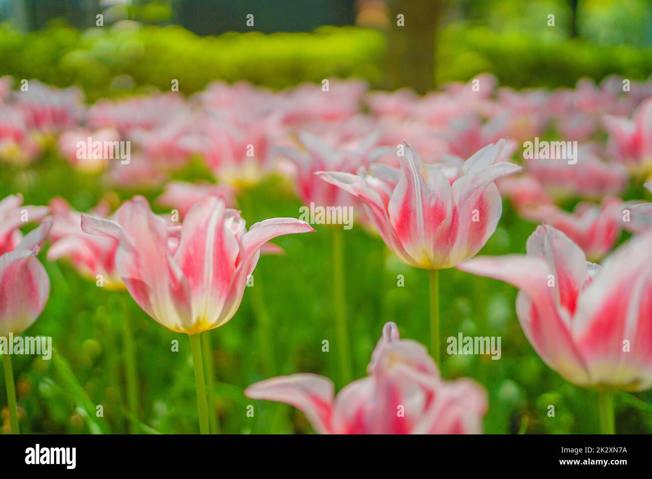 Lots of pink tulips Stock Photo