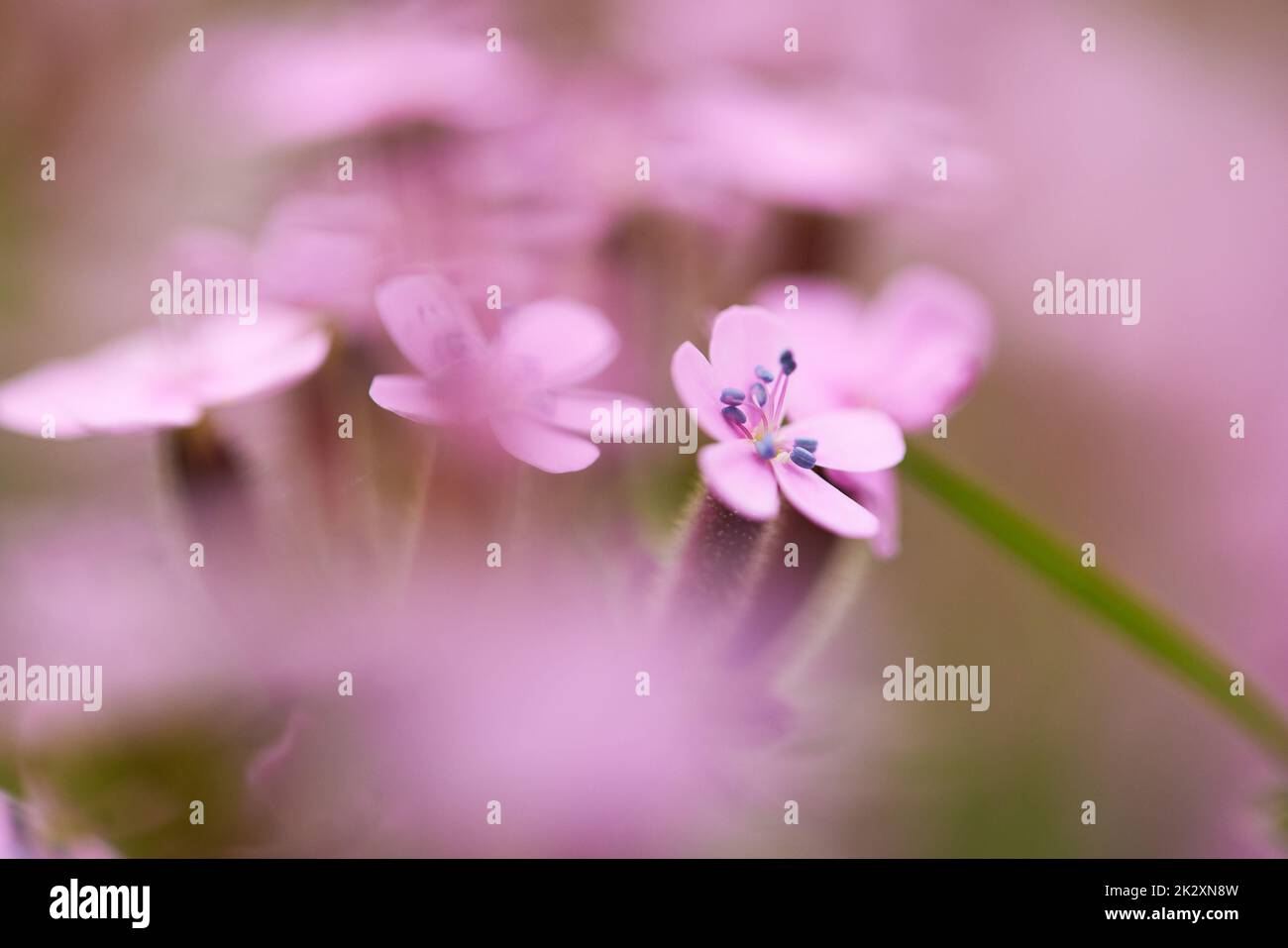 pink Saponaria ocymoides in sunny spring day Stock Photo