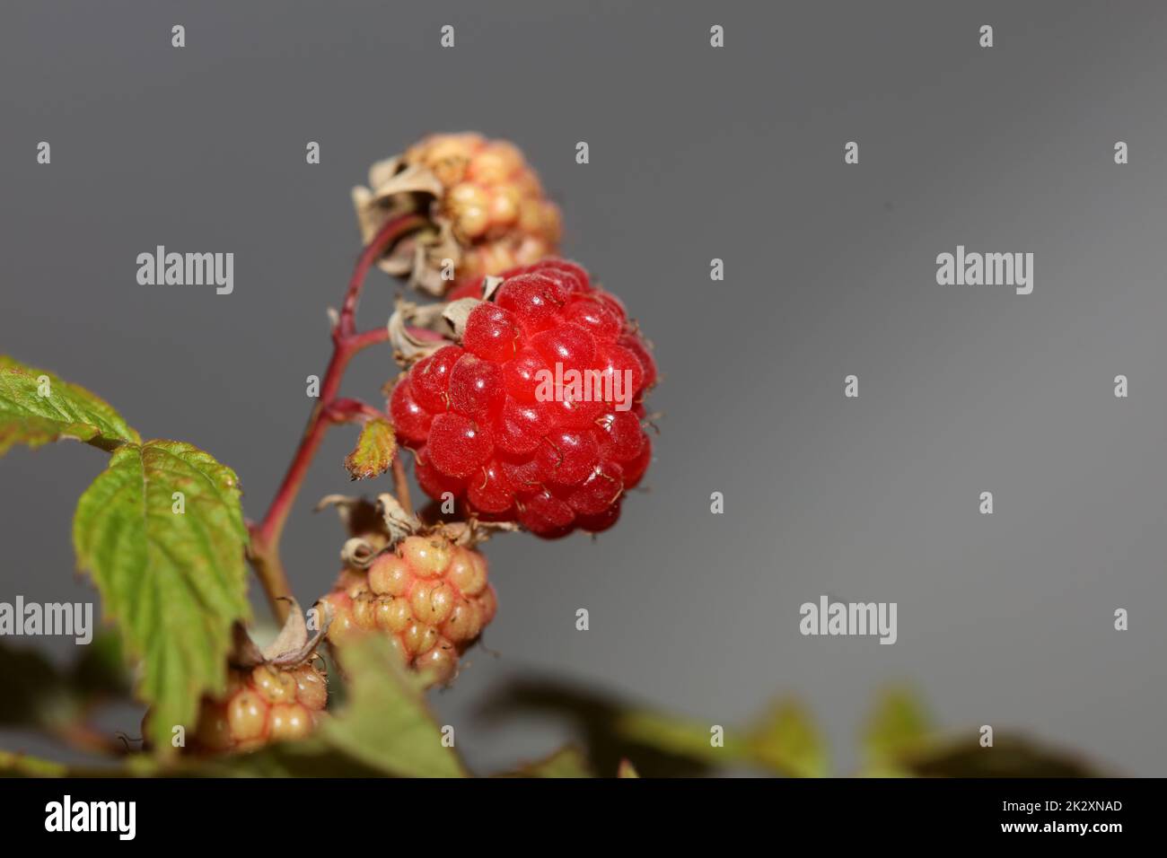 Wild red berry fruit close up modern botanical background rubus occidentalis family rosaceae high quality big size eating prints Stock Photo