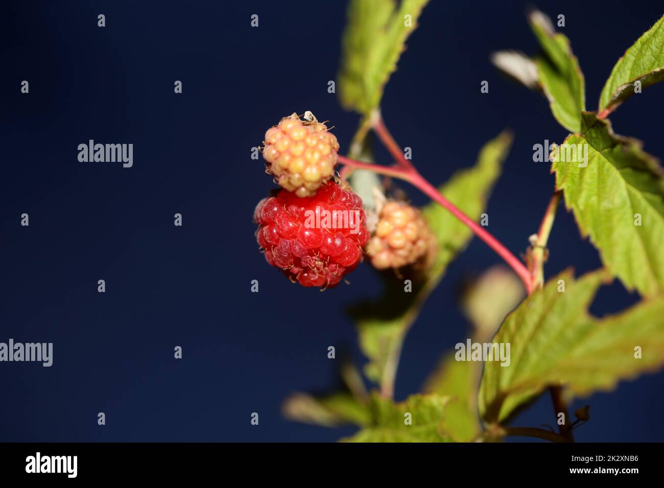 Wild red berry fruit close up modern botanical background rubus occidentalis family rosaceae high quality big size eating prints Stock Photo