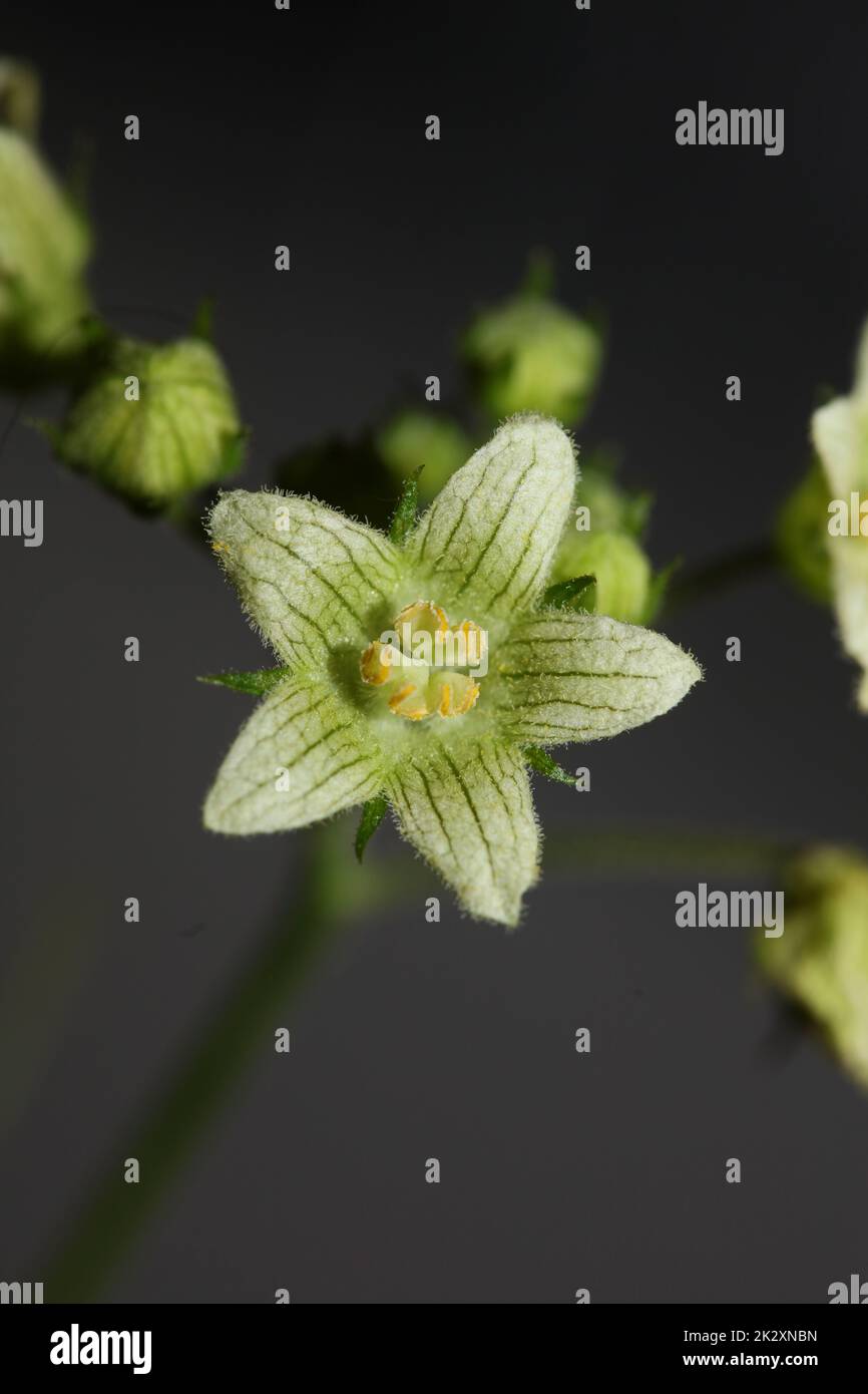 Yellow star flower blossoming close up botanical background Bryonia