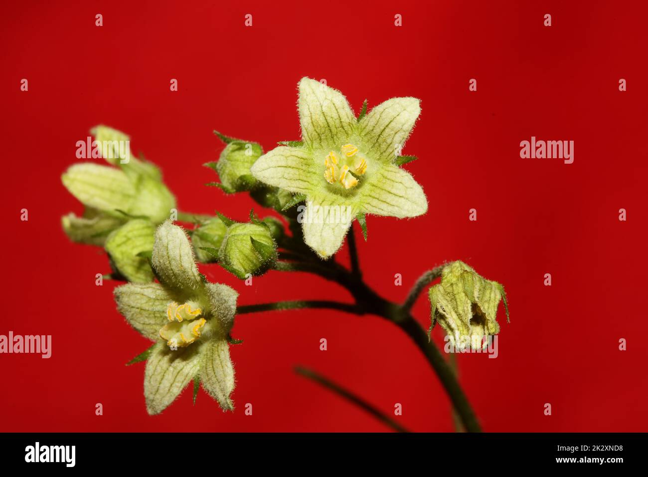 Yellow star flower blossoming close up botanical background Bryonia