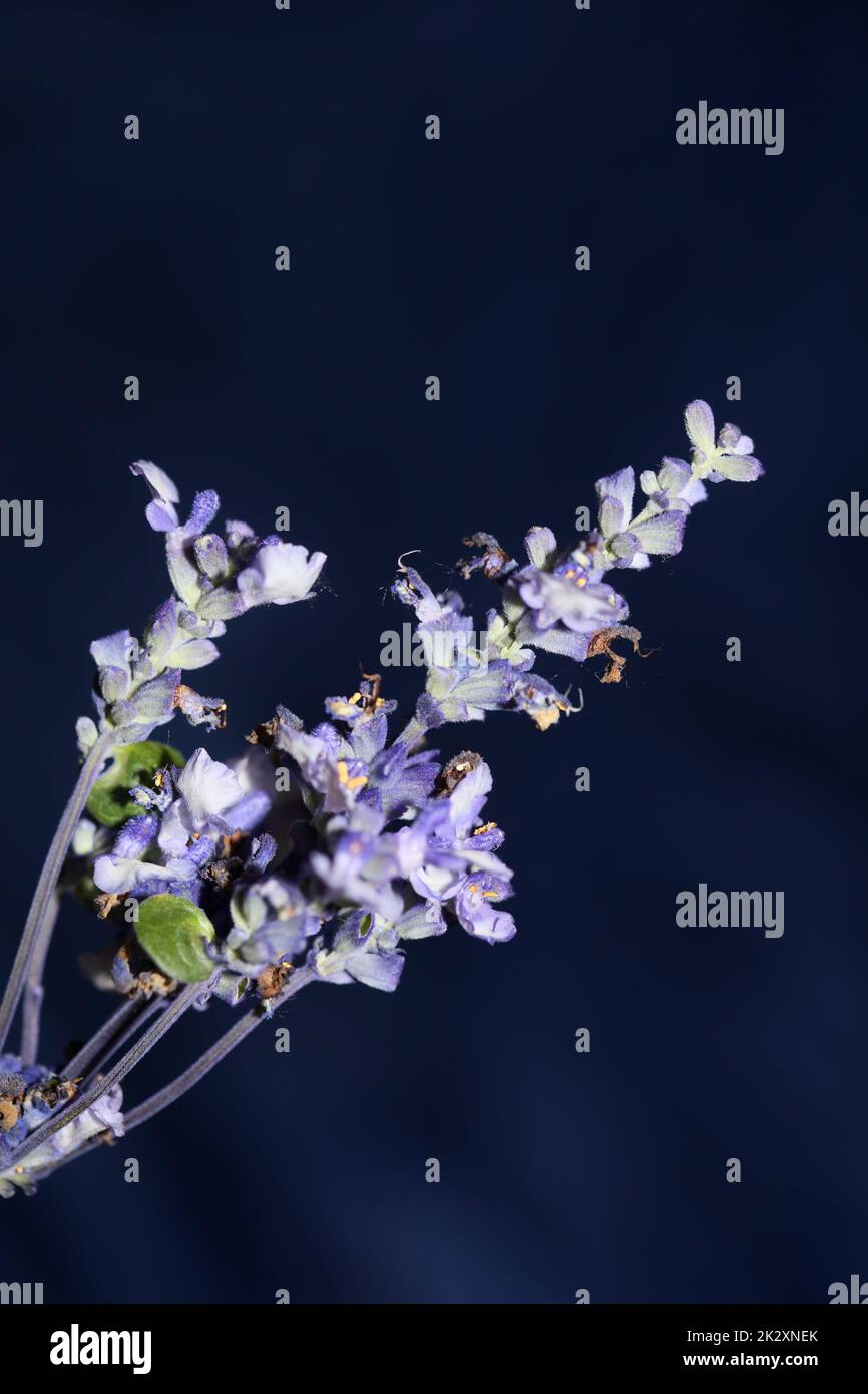 Flower blossom salvia divinorum family lamiaceae close up botanical background high quality big size print home decor agricultural psychoactive flowers Stock Photo