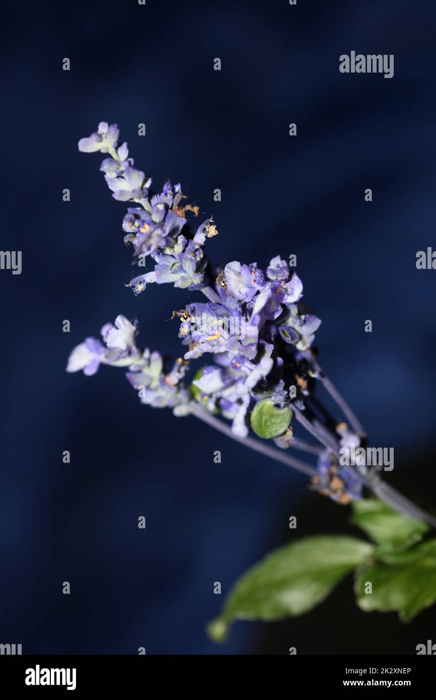 Flower blossom salvia divinorum family lamiaceae close up botanical background high quality big size print home decor agricultural psychoactive flowers Stock Photo