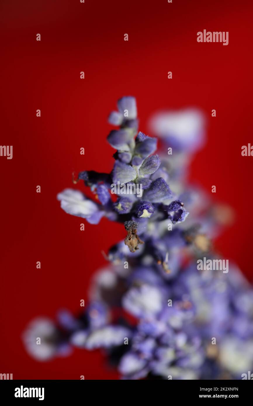 Flower blossom salvia divinorum family lamiaceae close up botanical background high quality big size print home decor agricultural psychoactive flowers Stock Photo