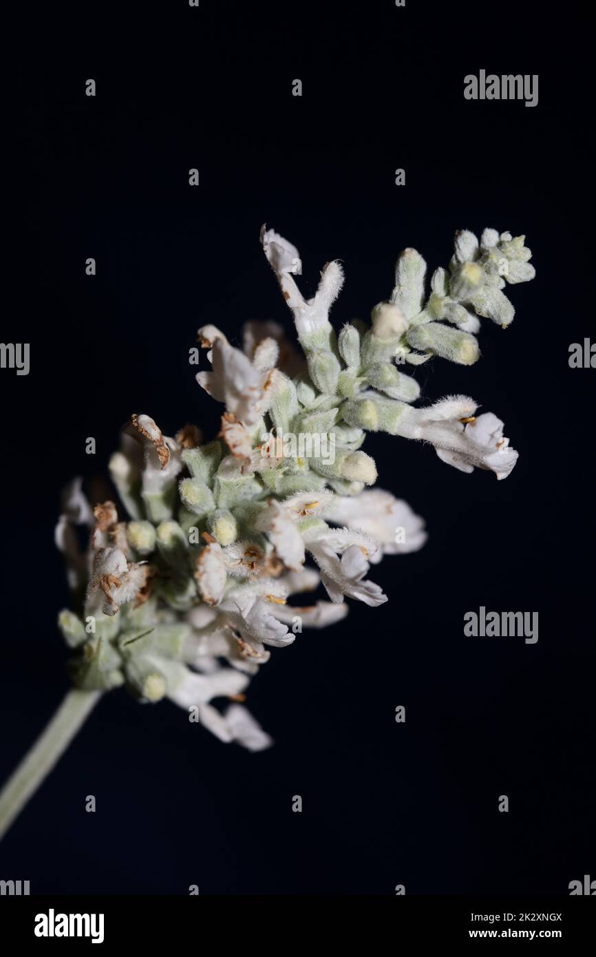 White flower blossoms salvia divinorum family lamiaceae close up botanical background high quality big size prints home decor agricultural psychoactive nature Stock Photo