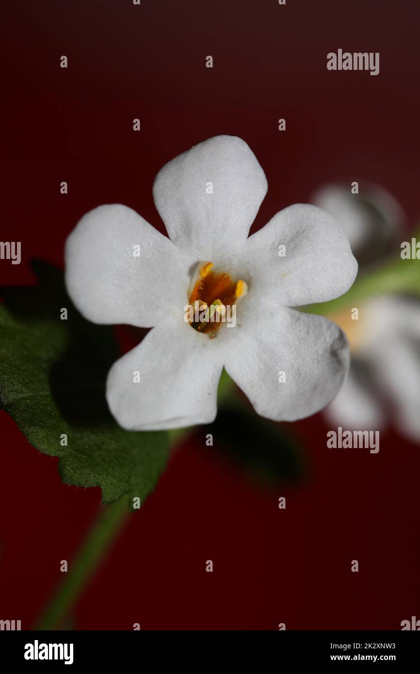 Flower blossoms sutera grandiflora family scrophulariaceae close up botanical background high quality big size print home decoration Stock Photo