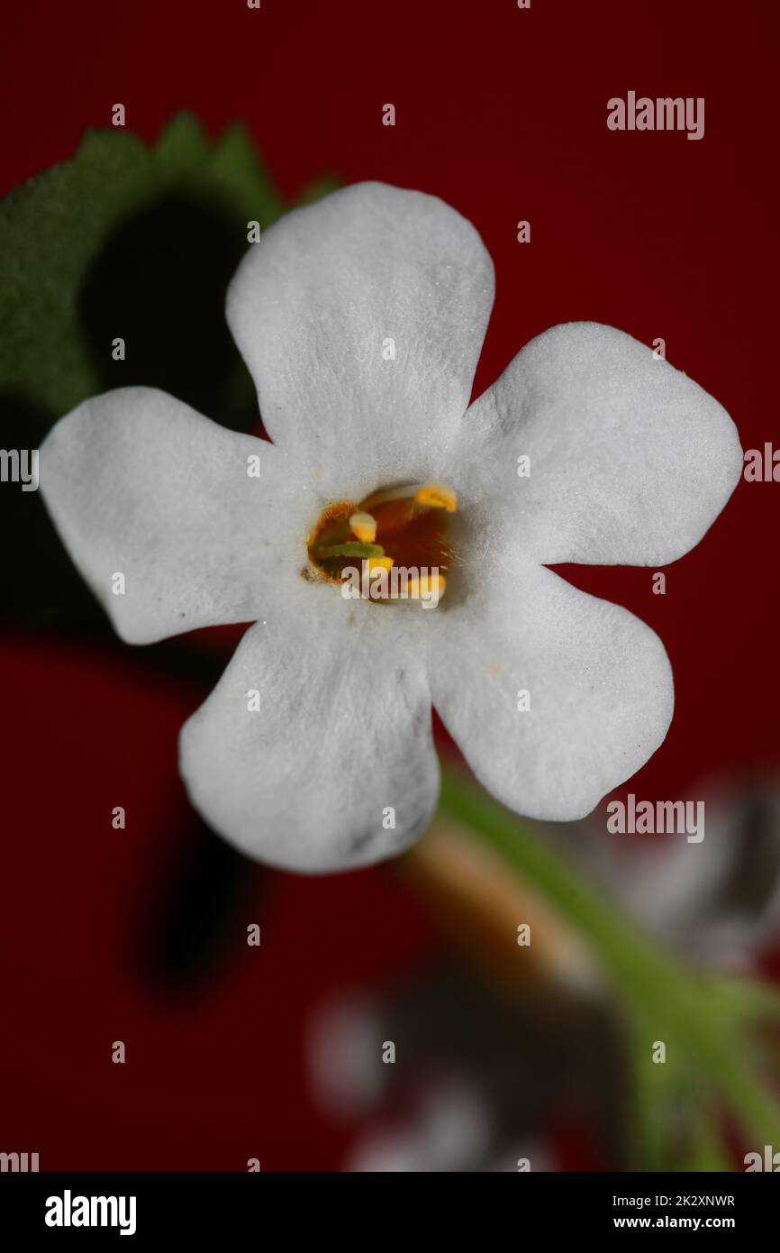 Flower blossoms sutera grandiflora family scrophulariaceae close up botanical background high quality big size print home decoration Stock Photo