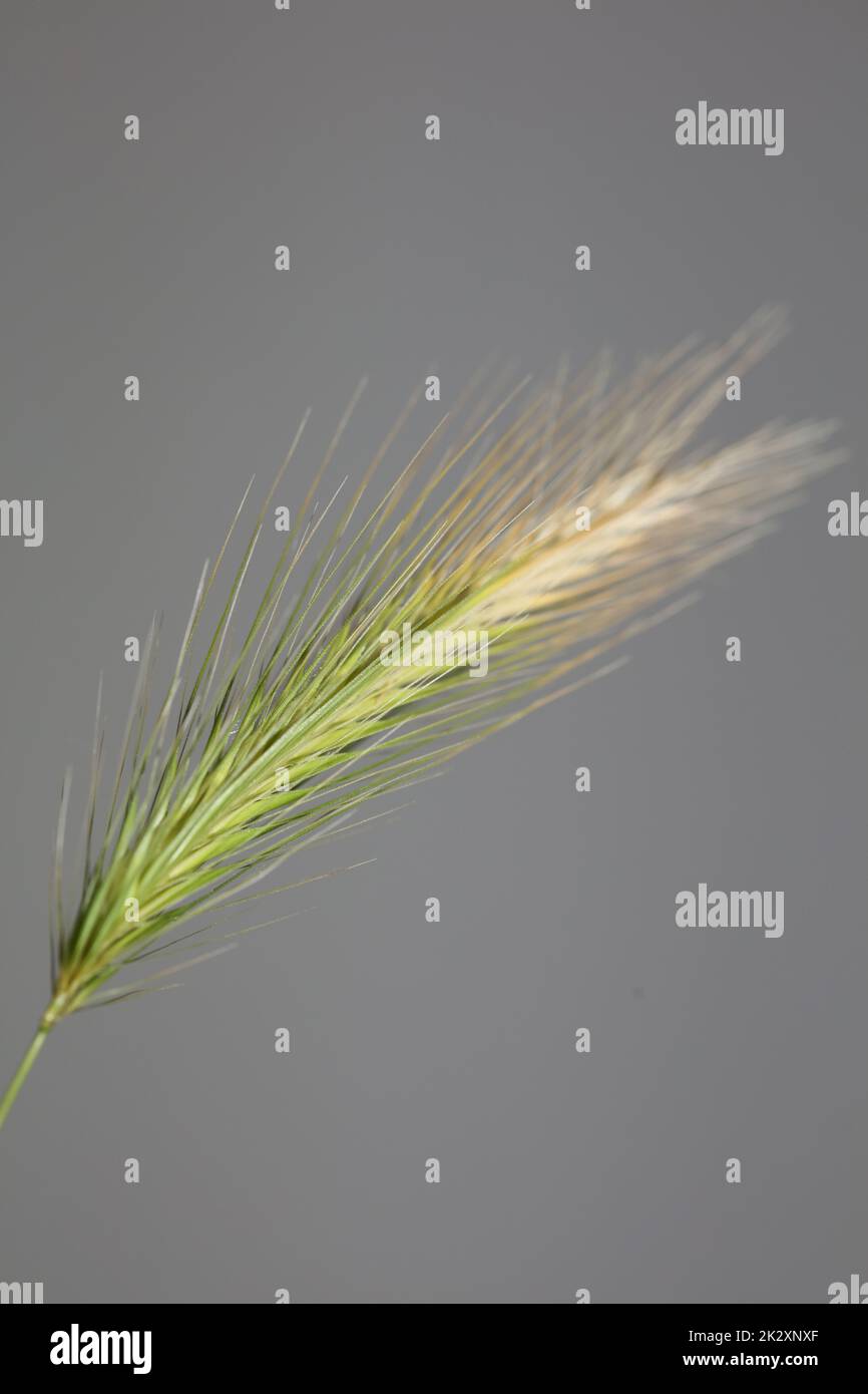 Flower blossom close up hordeum vulgare family poaceae botanical background modern high quality big size prints home decoration Stock Photo