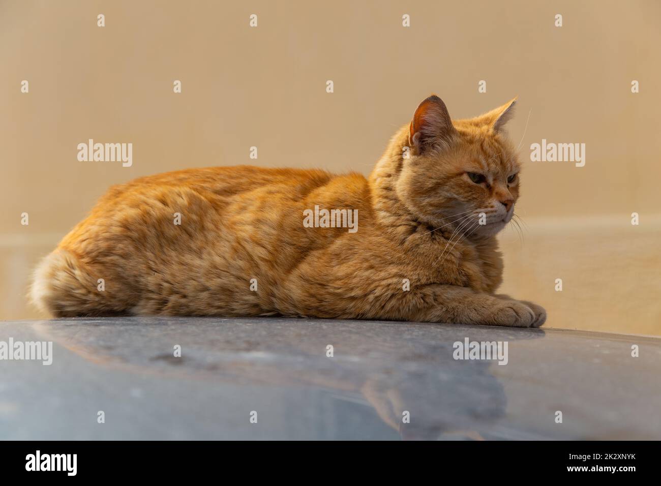 cat sleeping on a car Stock Photo Alamy