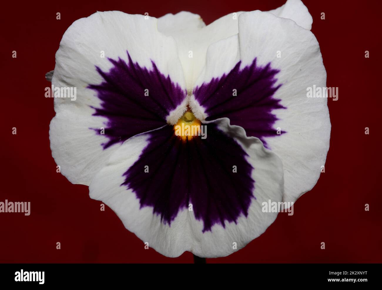 Fower blossom close up botanical background pansy family violaceae big size high quality prints Stock Photo