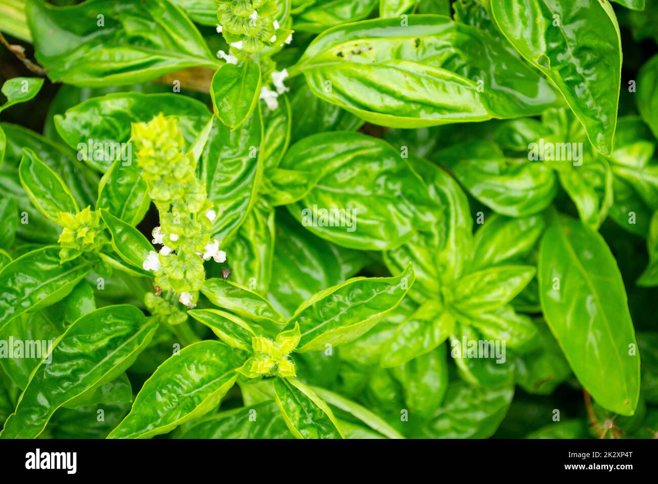 Basil plant with white flowers green background. Blooming herb Stock Photo Alamy
