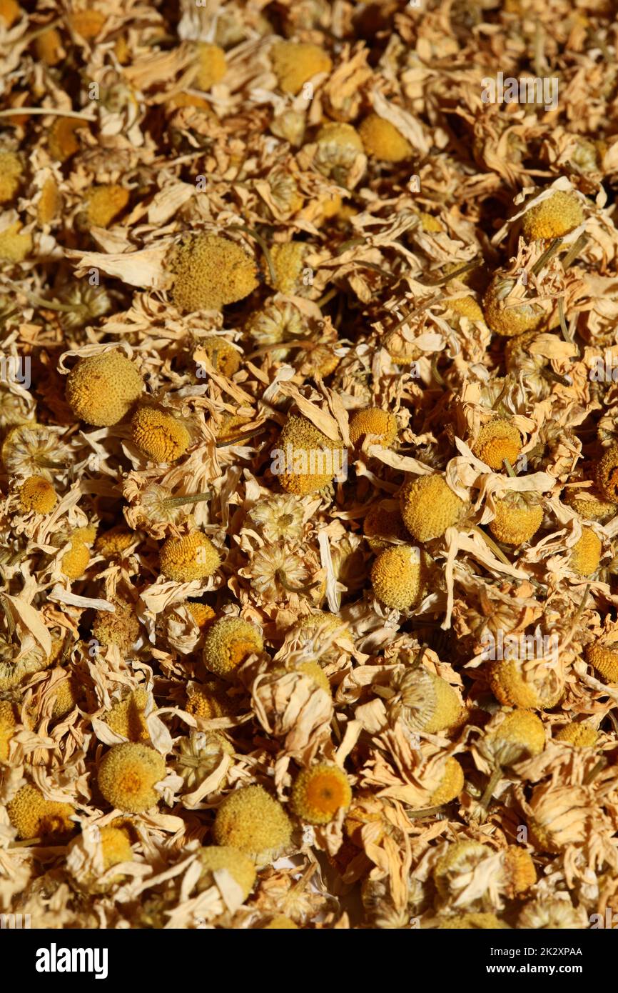 Chamomile dried ready for tee macro background Matricaria chamomilla family asteraceae modern high quality prints Stock Photo