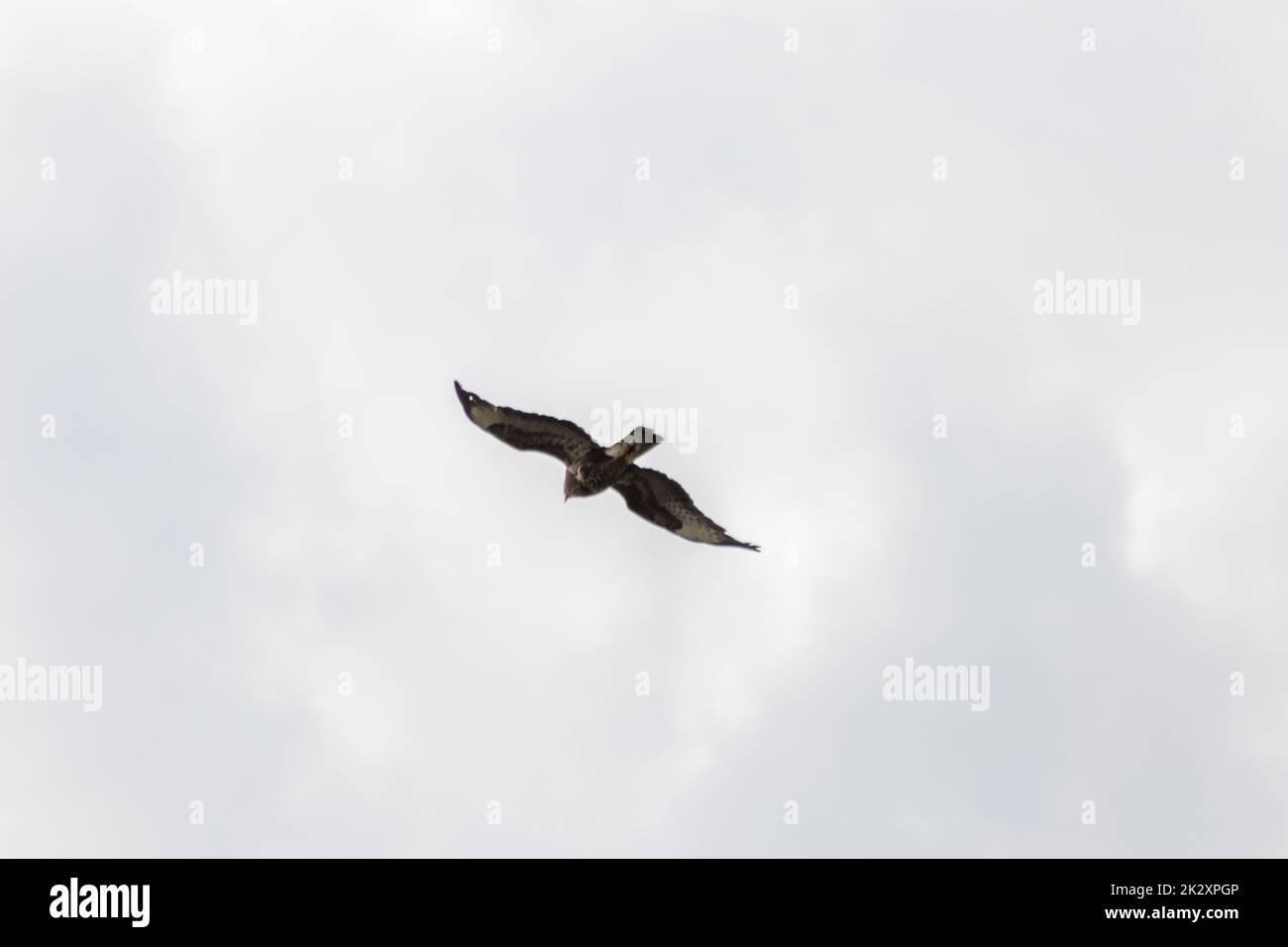 Mighty flying falcon or golden eagle (aquila chrysaetos) hunting for other birds, mice and rats as bird of prey in sky background and flying raptor with spreaded wings and brown feathers Stock Photo