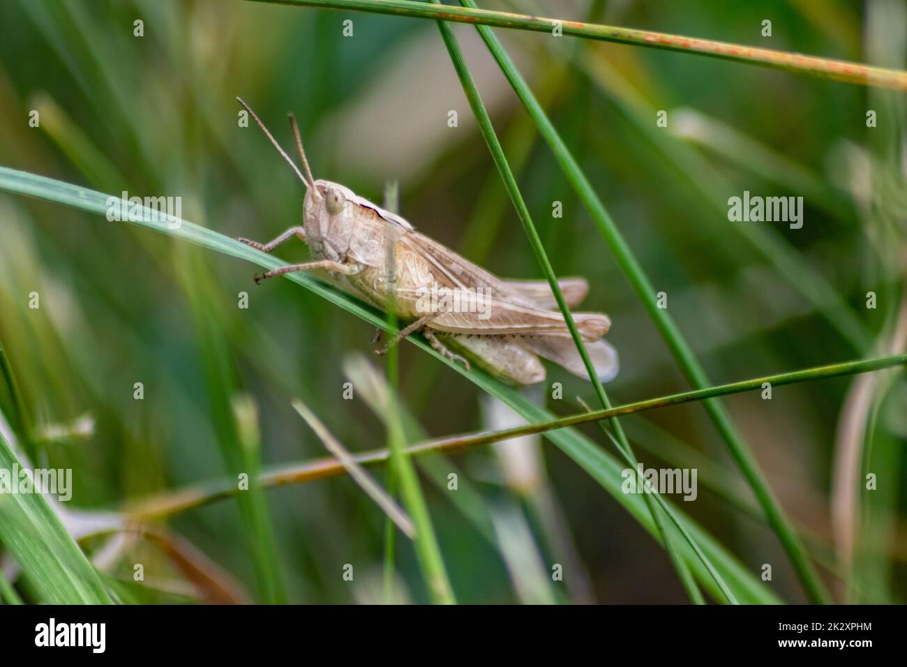 Single isolated hopping through the grass in search of food