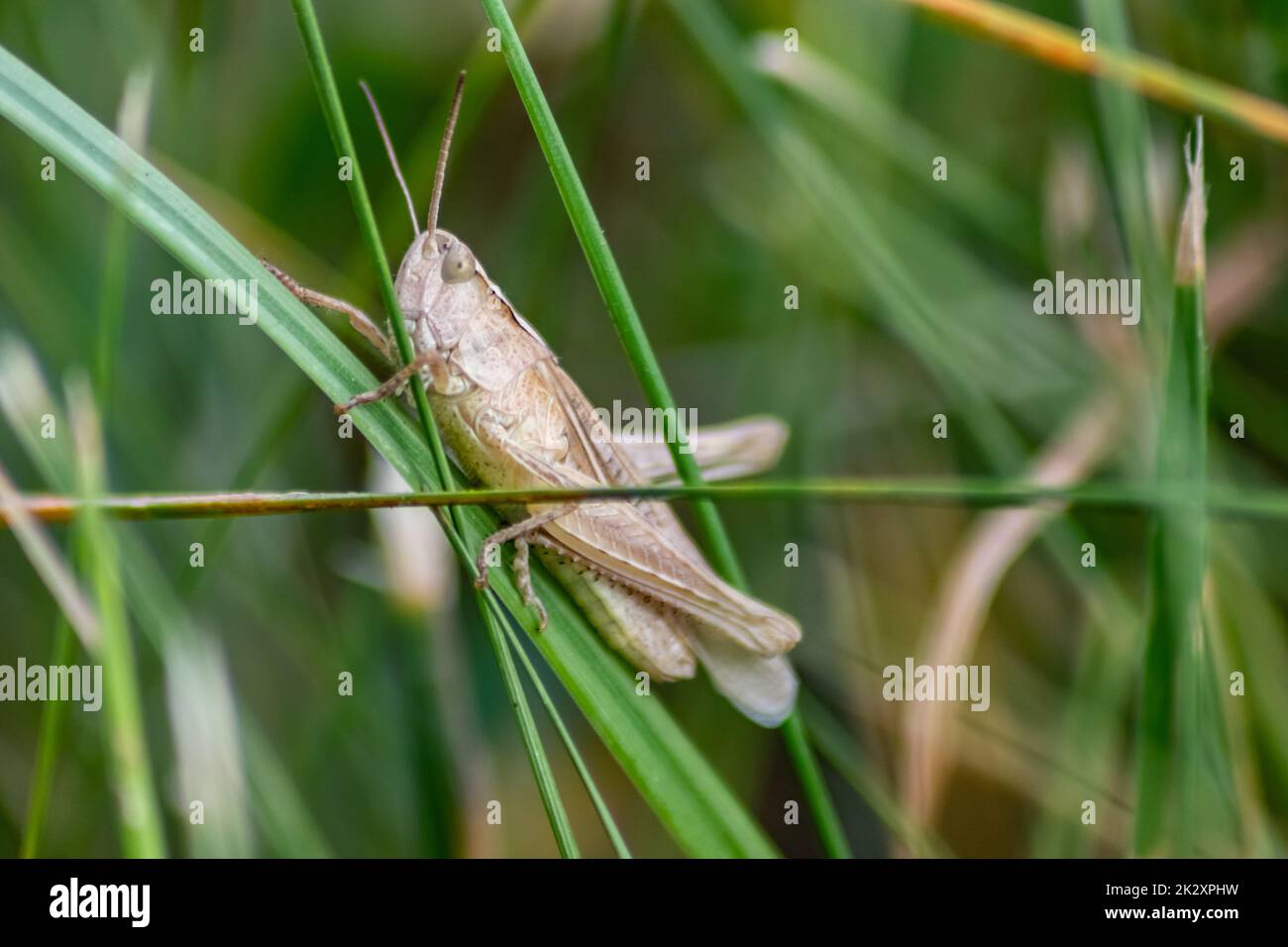 Single isolated grasshopper hopping through the grass in search of food, grass, leafs and plants as plague with copy space and a blurred background as future food finger food for economic nutrition Stock Photo