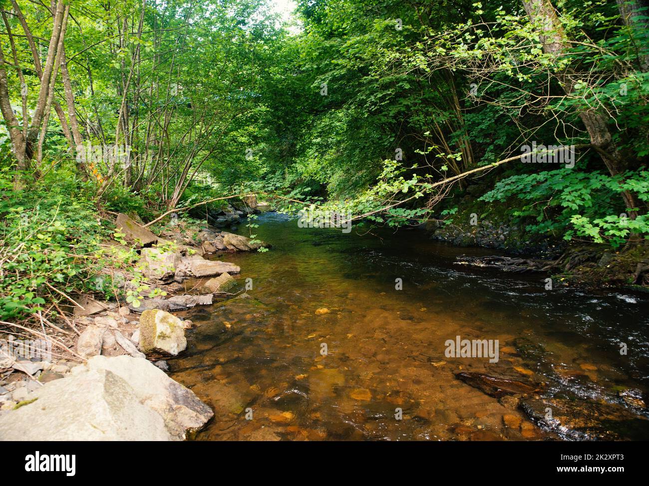 Stream in the forest in summer, landscape in Germany near Trier, river Ruwer in the Moselle Valley Stock Photo