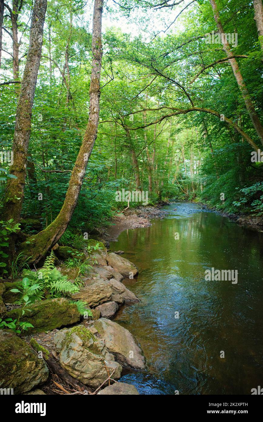 Stream in the forest in summer, landscape in Germany near Trier, river Ruwer in the Moselle Valley Stock Photo