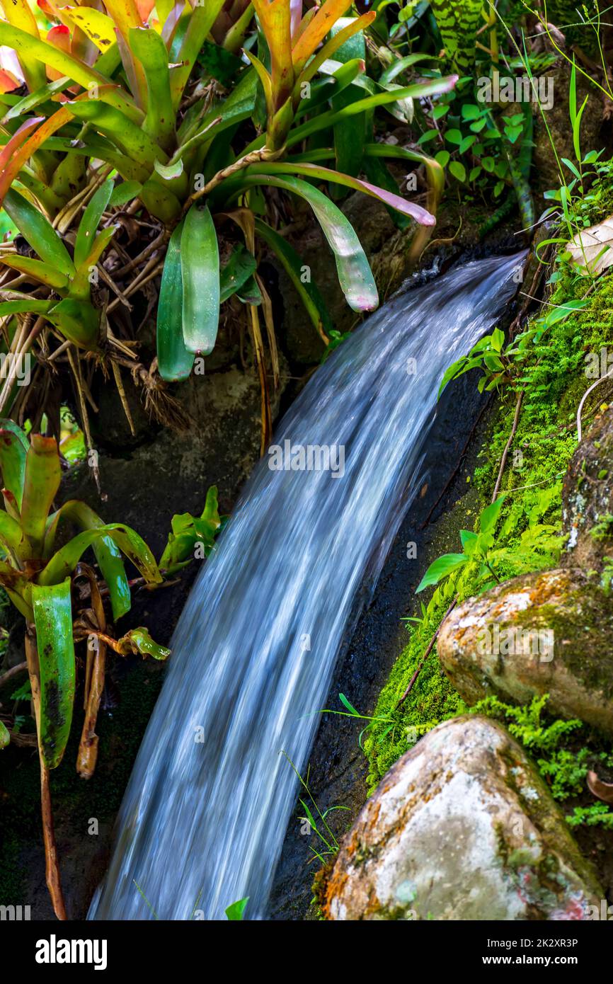 Small stream running through the rocks and bromeliads Stock Photo