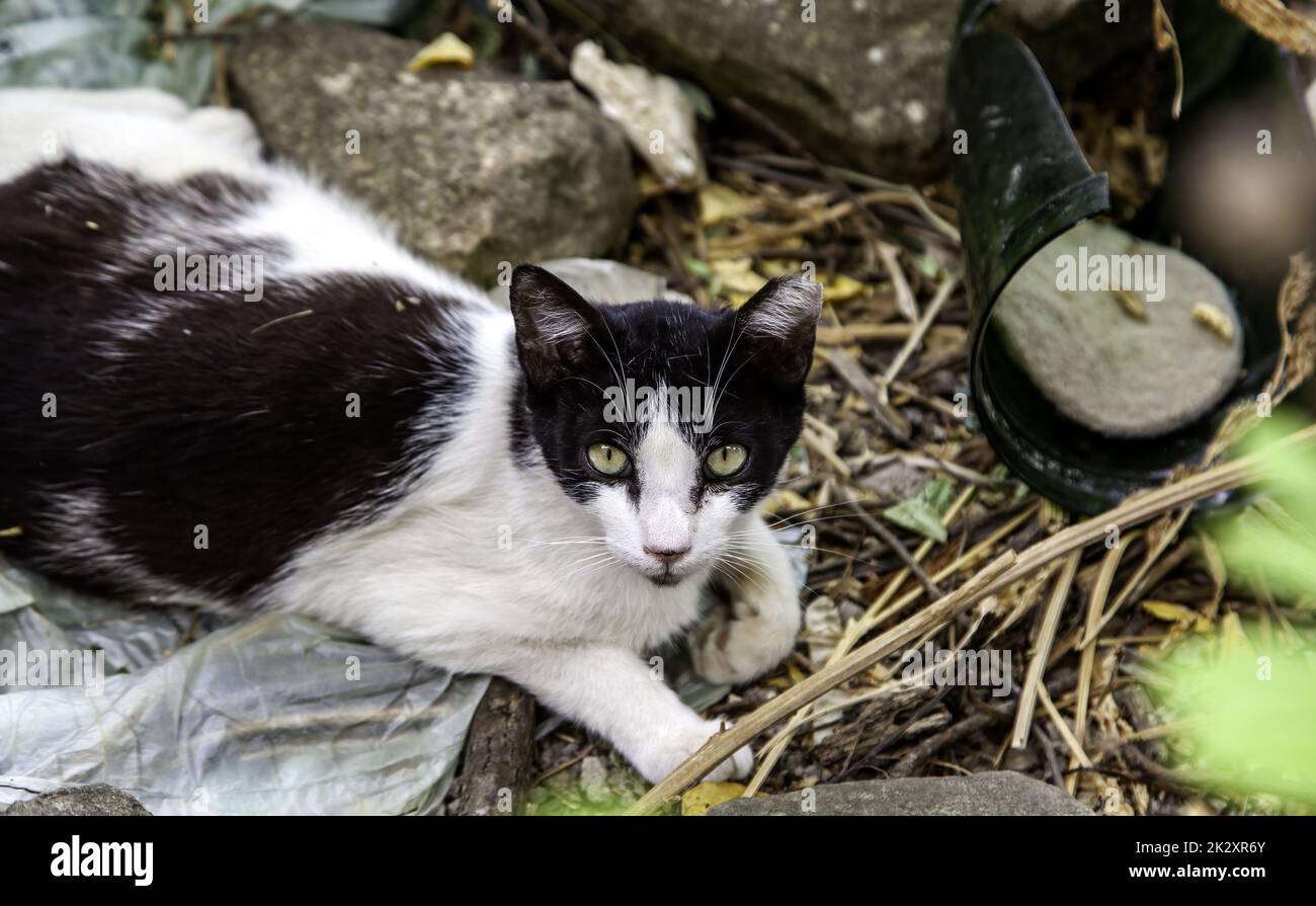Street abandoned cats Stock Photo Alamy