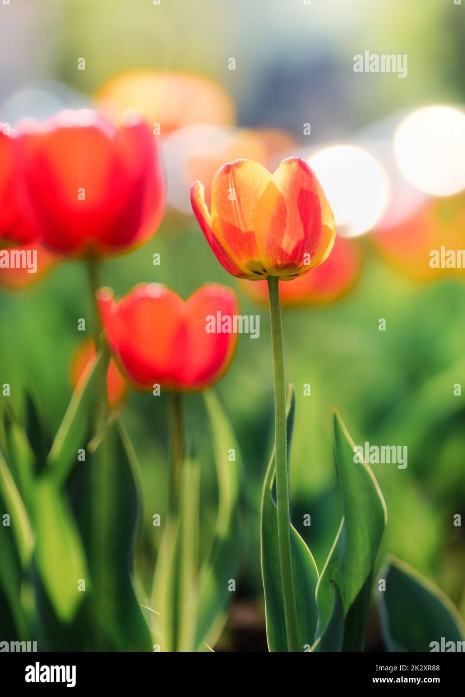 Sunlight on tulips hi-res stock photography and images - Alamy