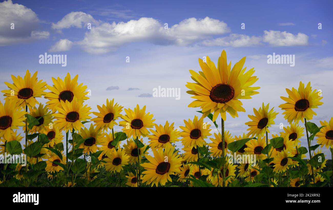 sunflower field in sun light clouds sky big yellow flowers 3D illustration Stock Photo