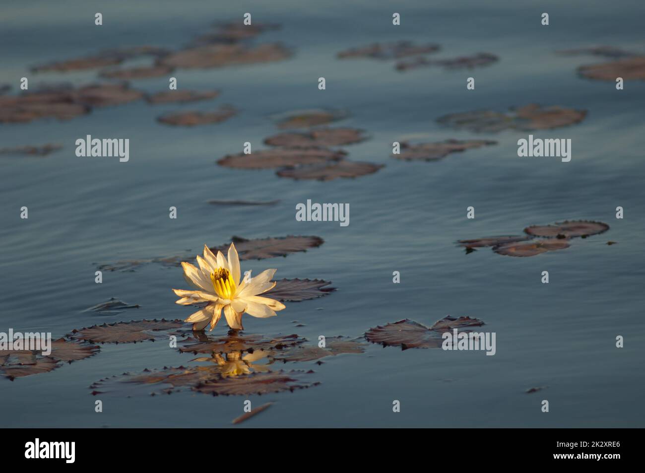 Flower of white Egyptian lotus Nymphaea lotus Stock Photo Alamy