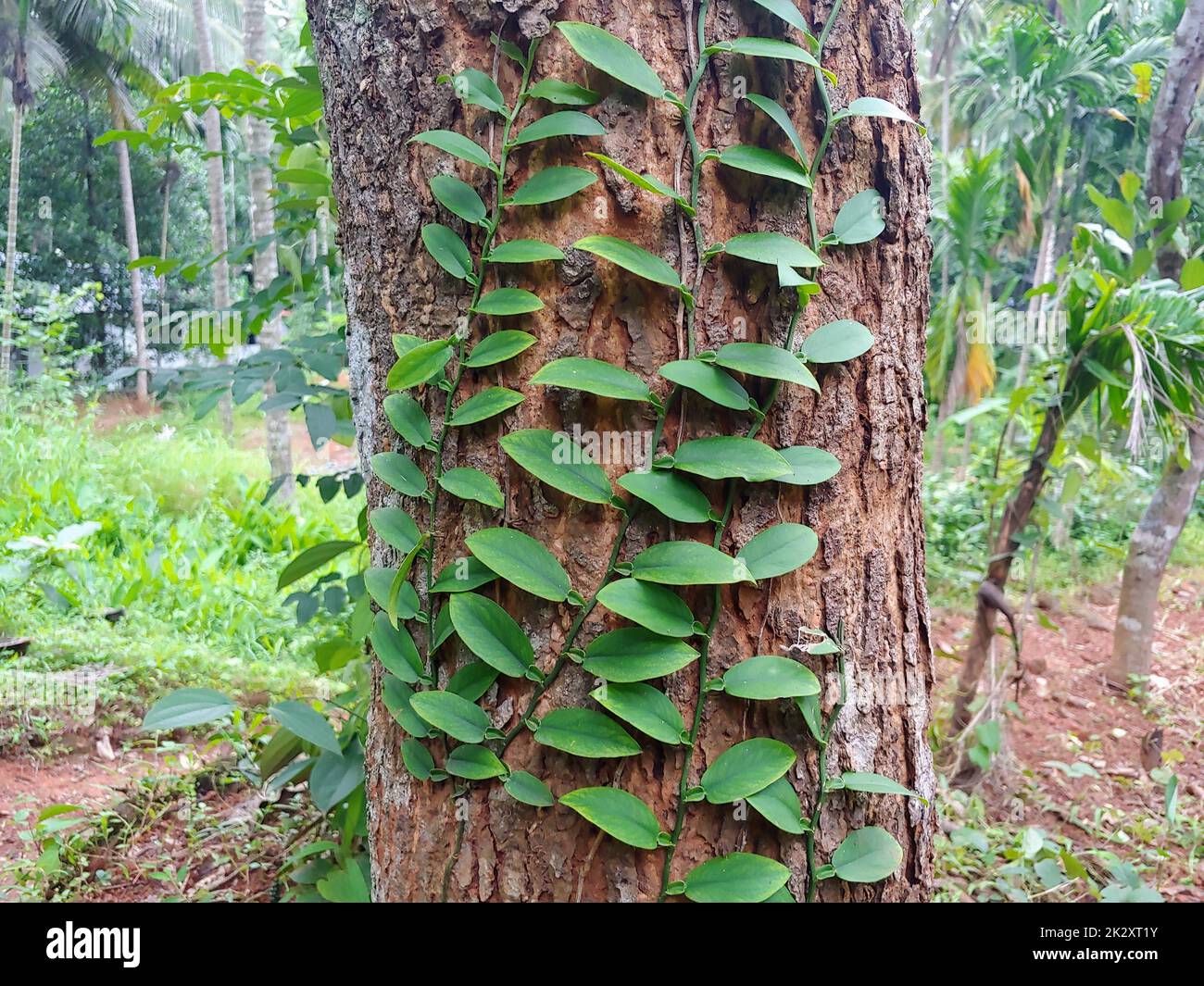 A climber plant on a tree trunkivy, stem, botany, climber, garden, foliage, leaf, creeper, ornamental, decoration, growth, natural, tree branch, climbing, vine, nature, green, background, root, paint, texture, ornament, rambler, evergreen, forest, liana, Stock Photo