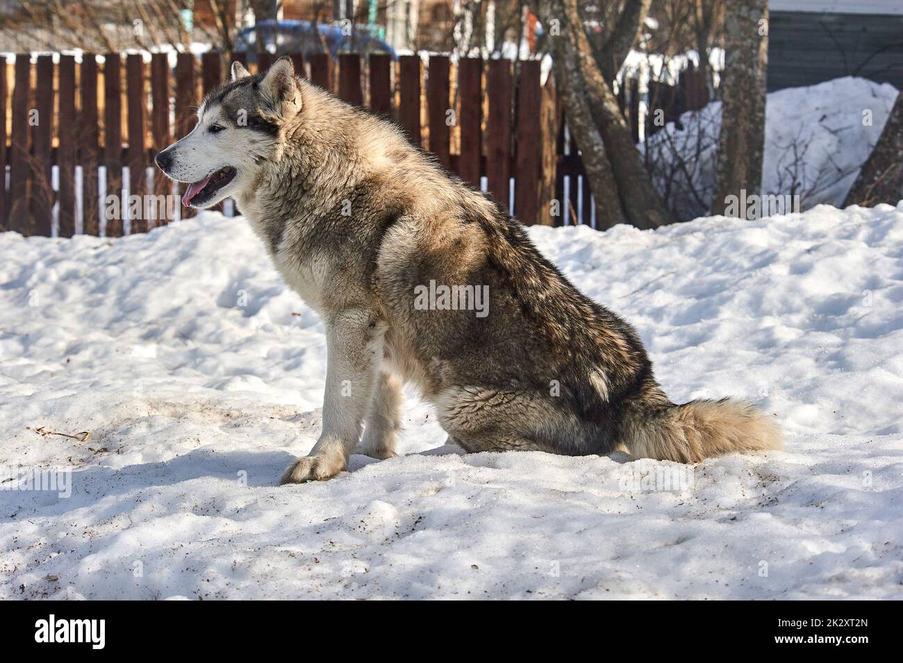 A beautiful husky dog is sitting in the snow Stock Photo