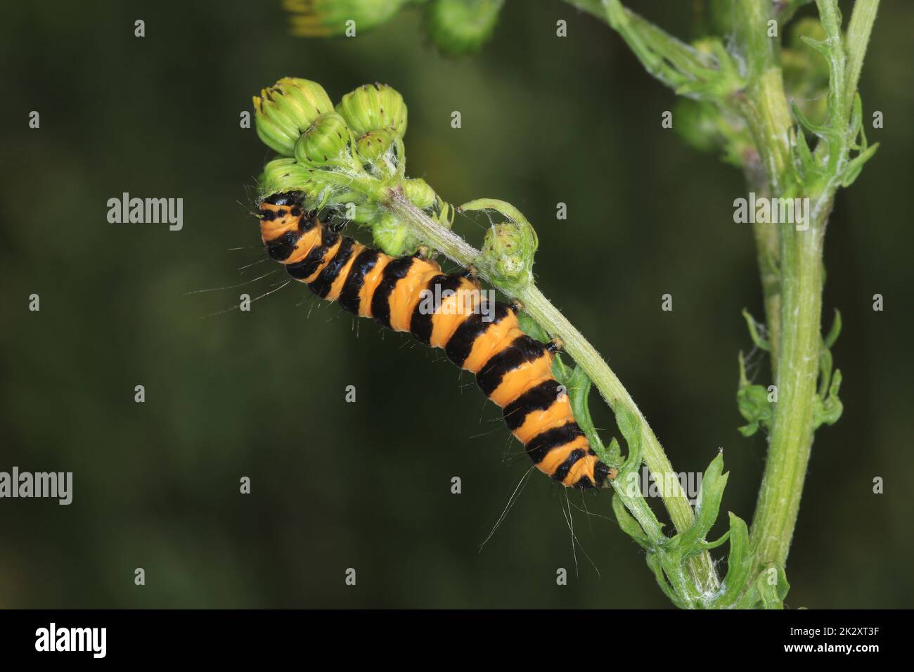 Jakobskrautbär, Tyria jacobaeae, Raupe an Greiskraut fressend. Cinnabar moth,  Tyria jacobaeae, caterpillar feeding on ragwort. Stock Photo