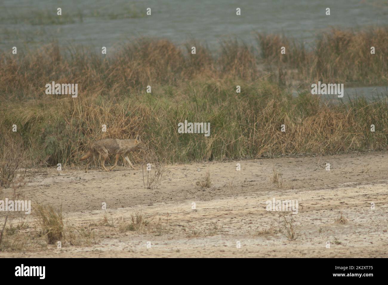 African golden wolf next to a lagoon. Stock Photo