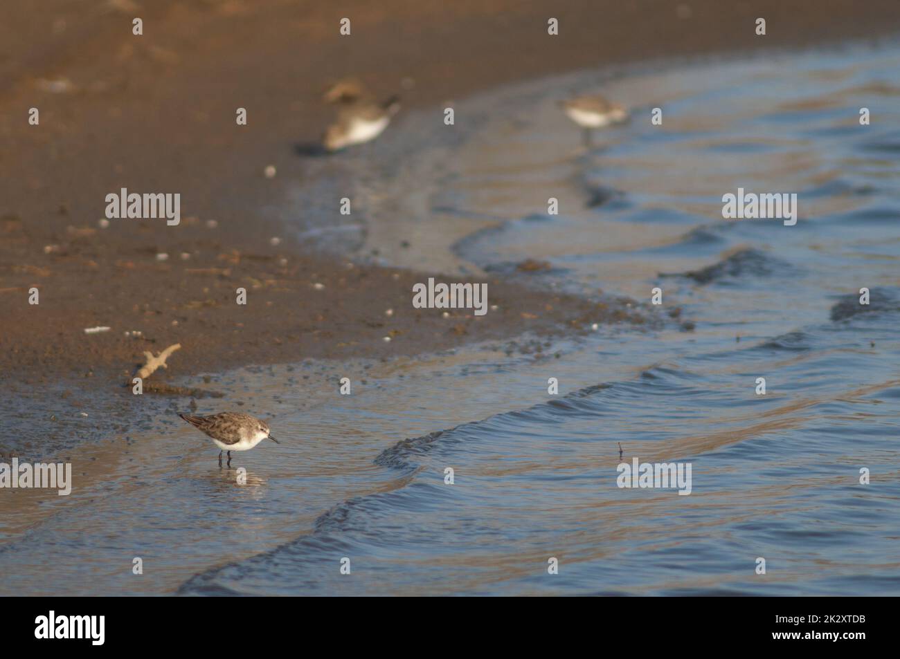 Little stint Calidris minuta in a lagoon Stock Photo - Alamy