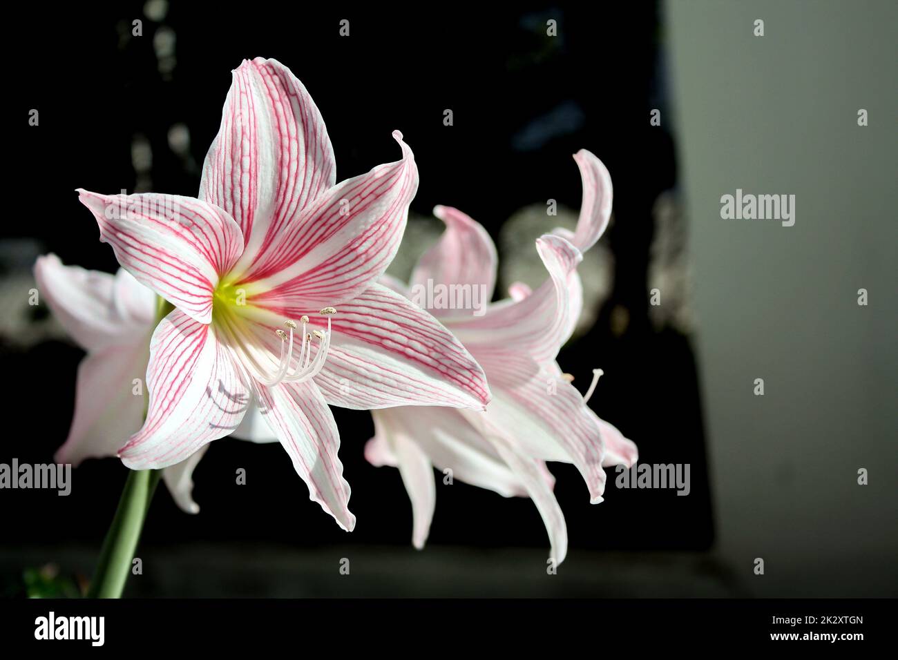 Hippeastrum johnsonii has a trunk as a head underground. There is a pink color at the end of the flower. The flower is separated into 6 petals. Selective focus. Stock Photo
