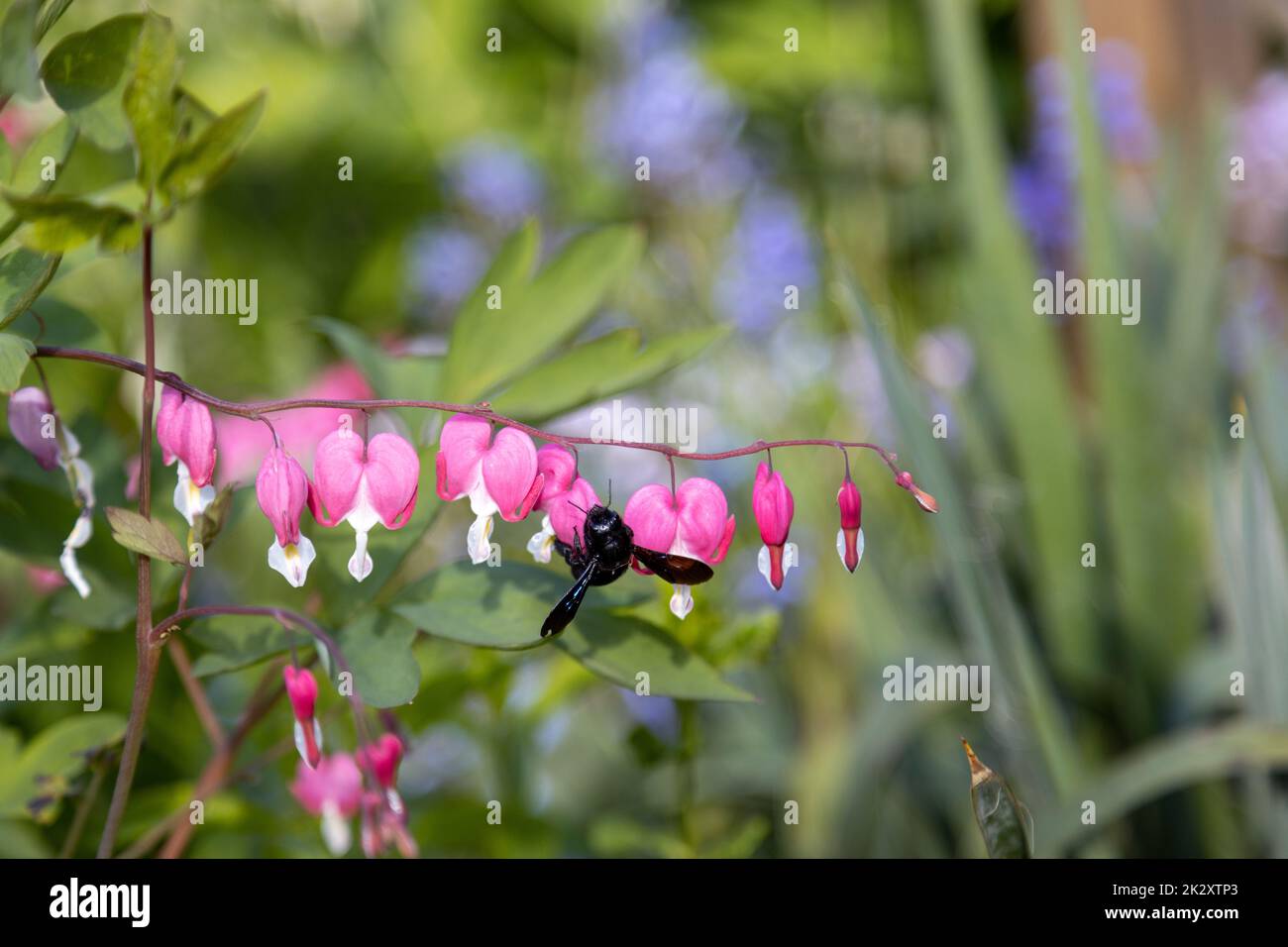 A blue wood bee searches for pollen on a heart flower,Lamprocapnos spectabilis. Stock Photo