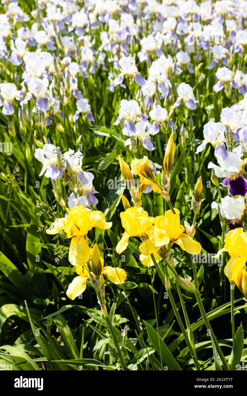 yellow and purple iris flowers at meadow Stock Photo