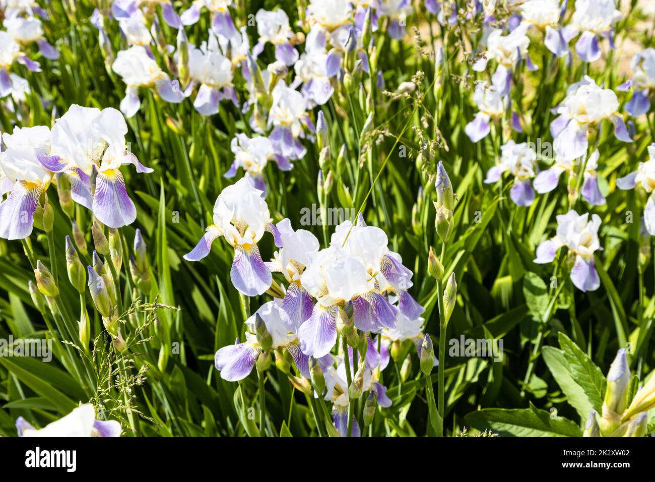 purple iris flowers at meadow on sunny day Stock Photo