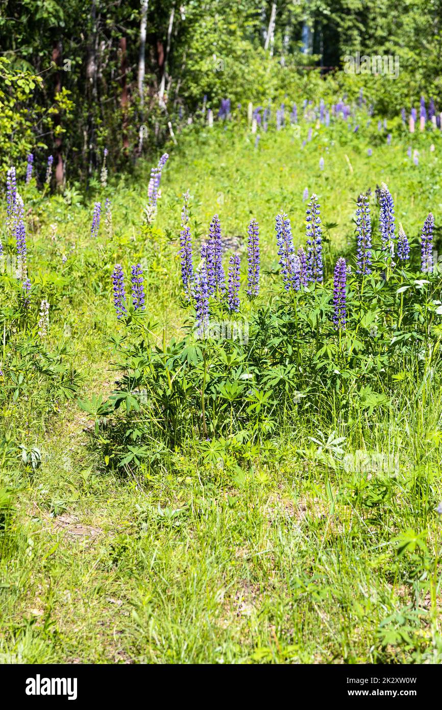 lupin flowers near footpath at green meadow Stock Photo