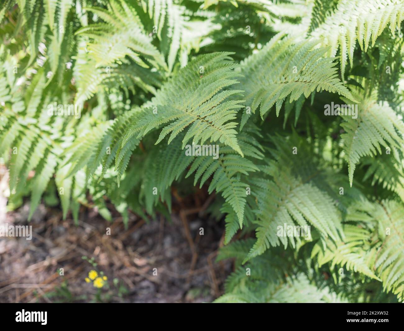 green fern plant scientific classification Leptosporangiate ferns Stock
