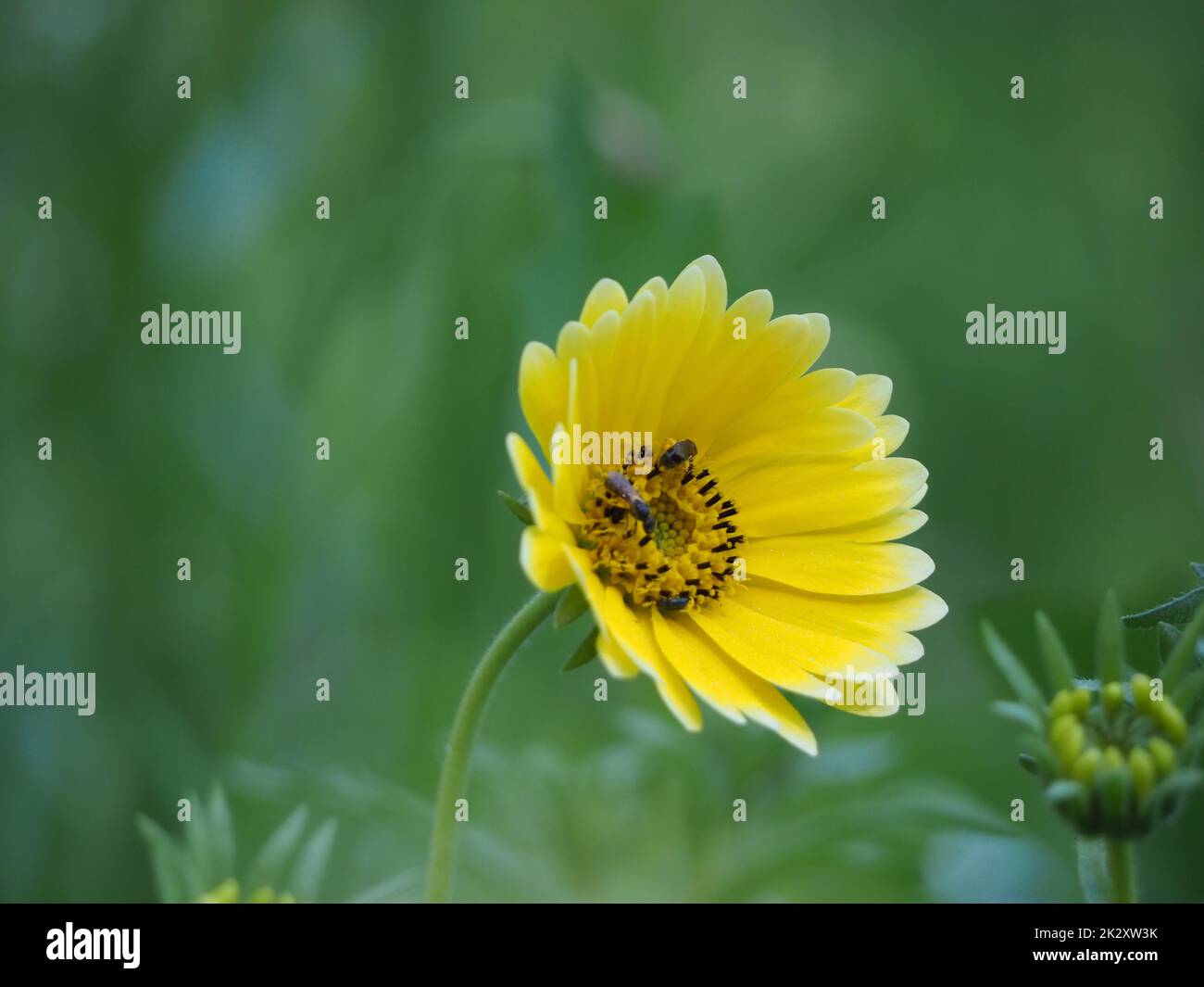 insects fetching nectar from flower Stock Photo Alamy