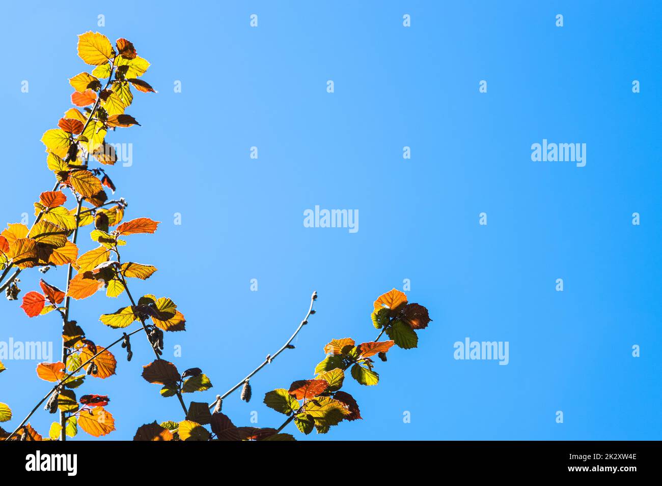 colorful twigs of tree and copyspace with blue sky Stock Photo