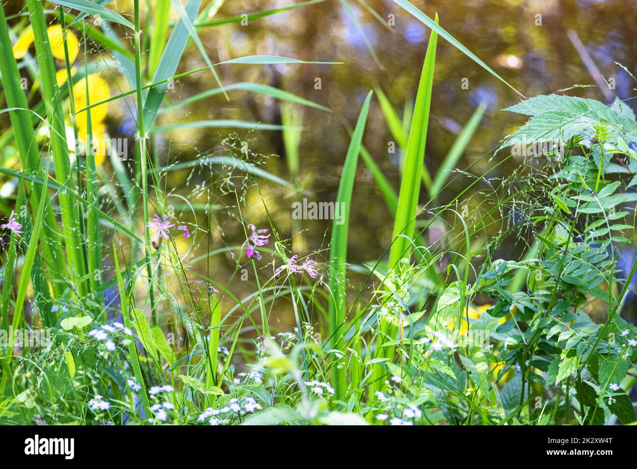 green grass close up on coast of forest pond Stock Photo