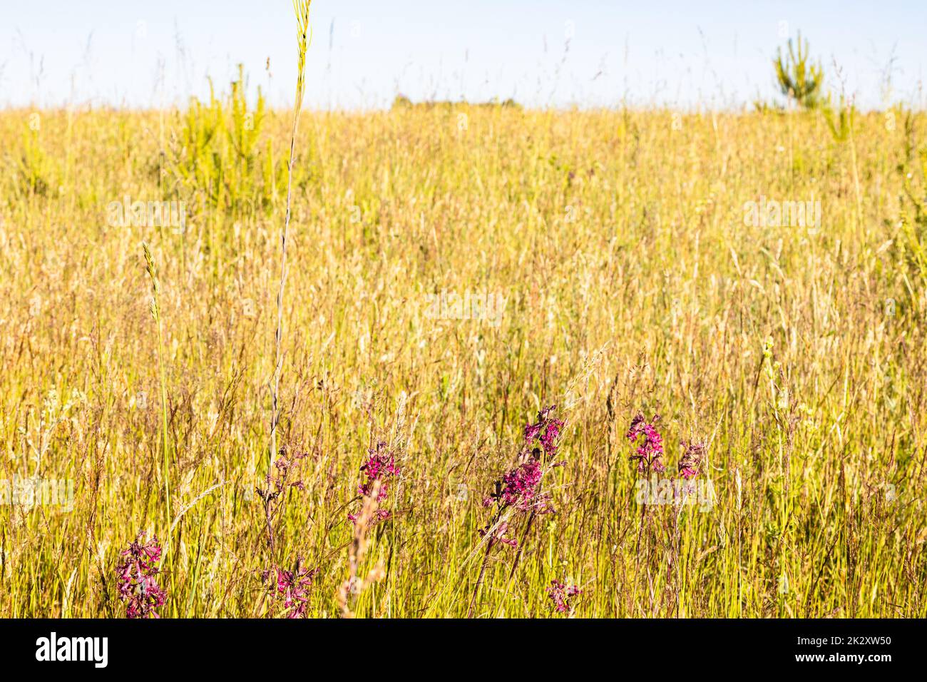 grass turning yellow in hot sun on field on sunny summer day (focus on purple flowers on