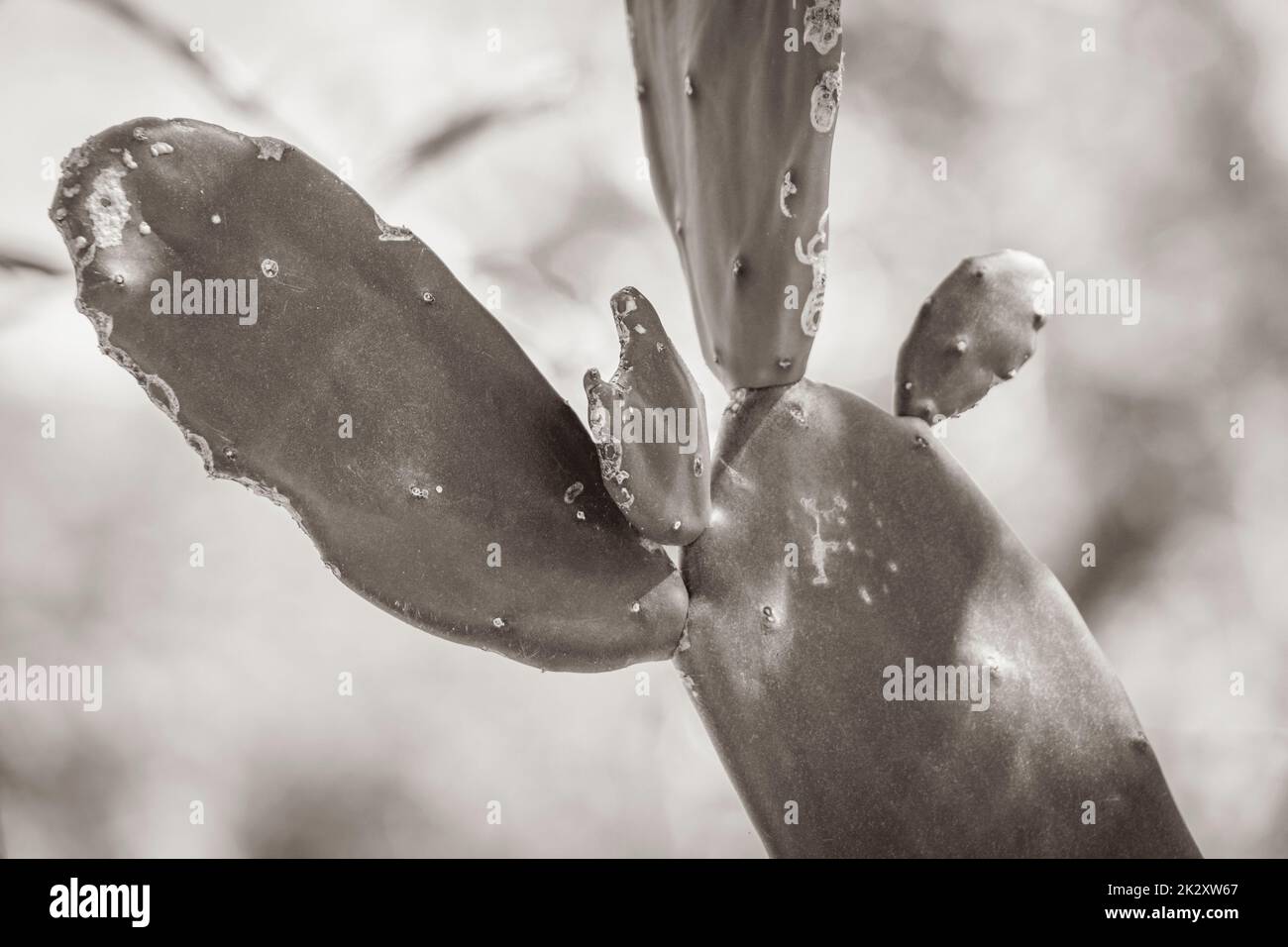 Jungle cactus hi-res stock photography and images - Alamy